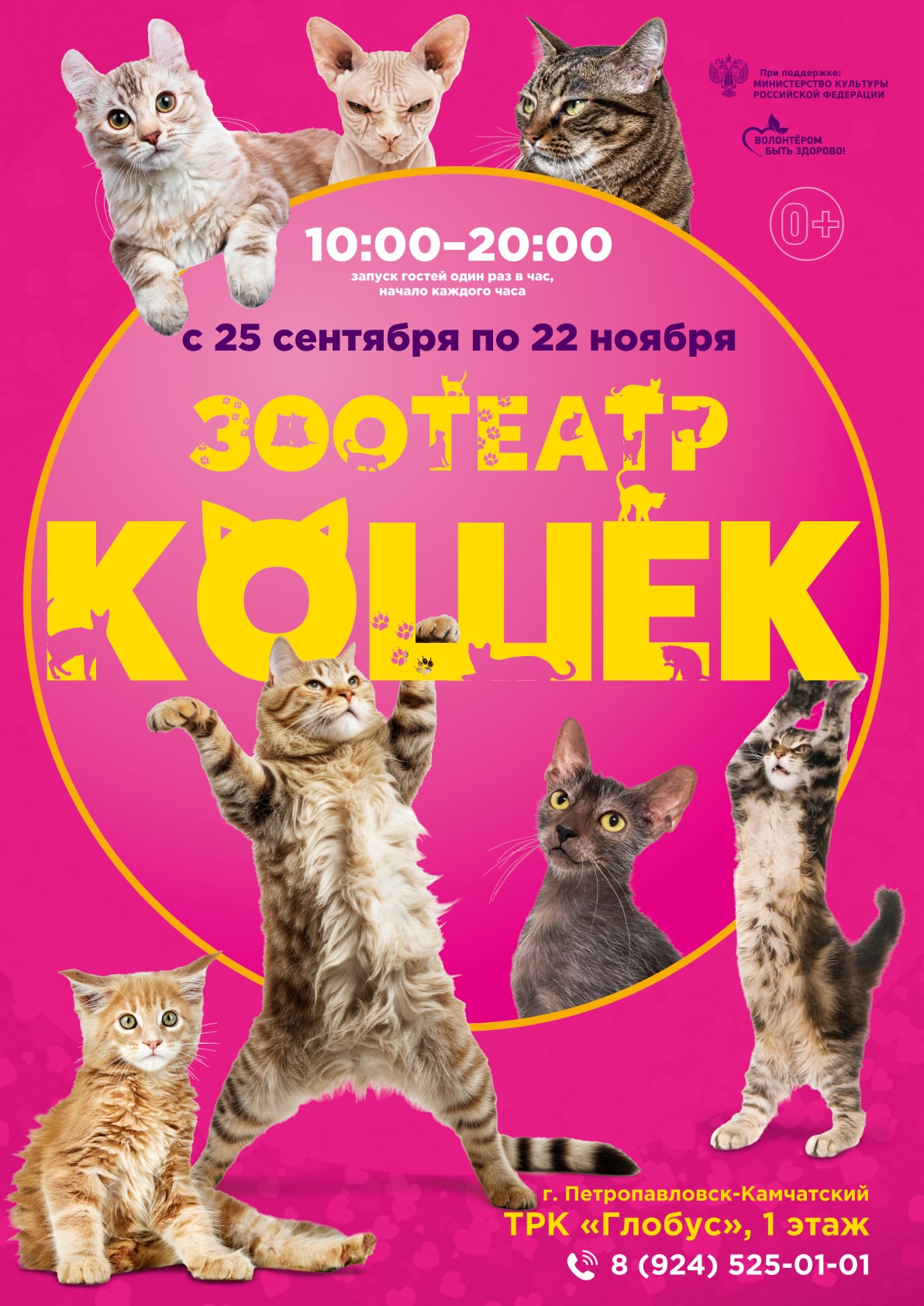 Зоотеатр кошек г. Петропавловск-Камчатский